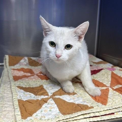 Appa, Adoptable, Young Female Domestic Short Hair.