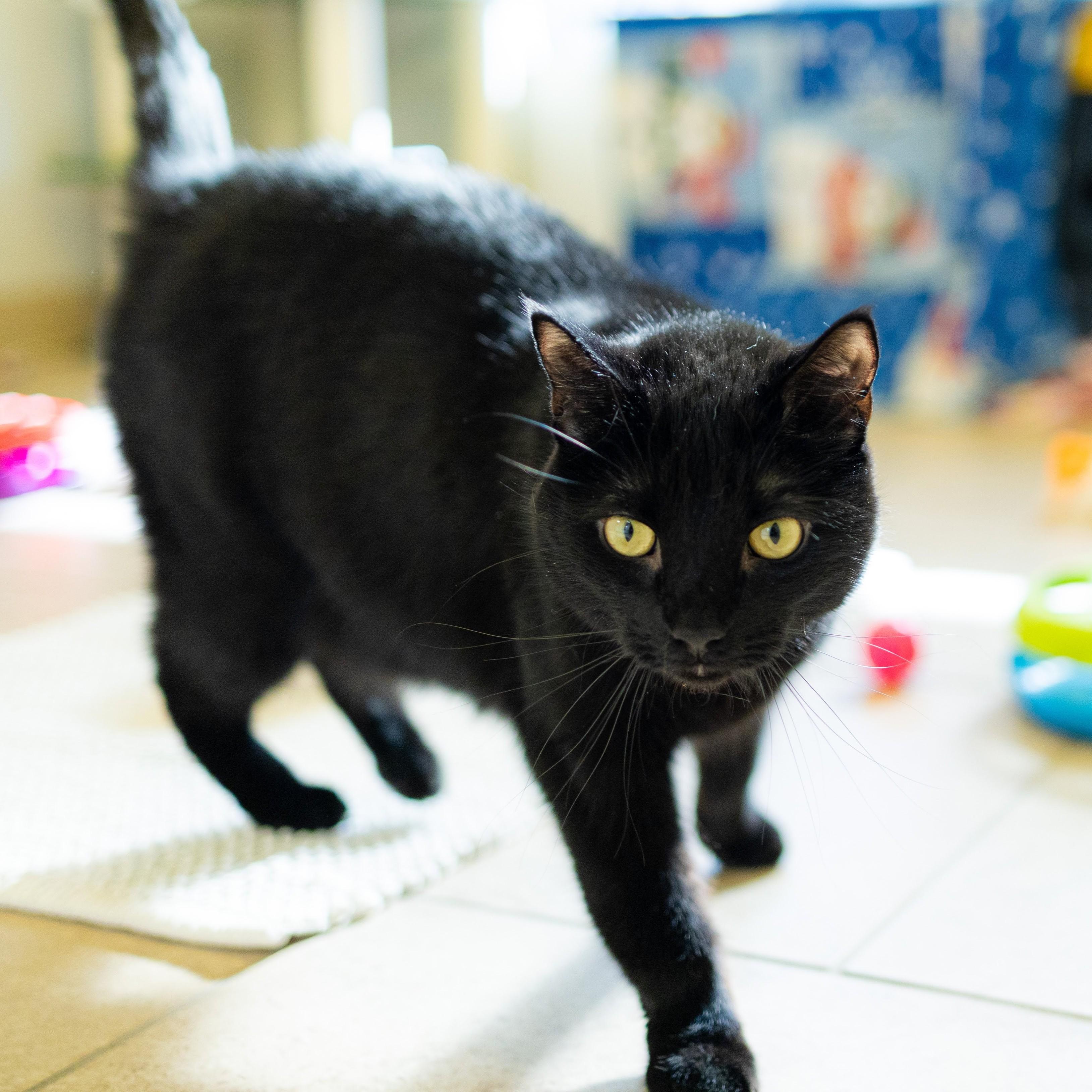 Enlarge Aimee, a ADOPTABLE Domestic Short Hair in Reisterstown, MD image 2/2