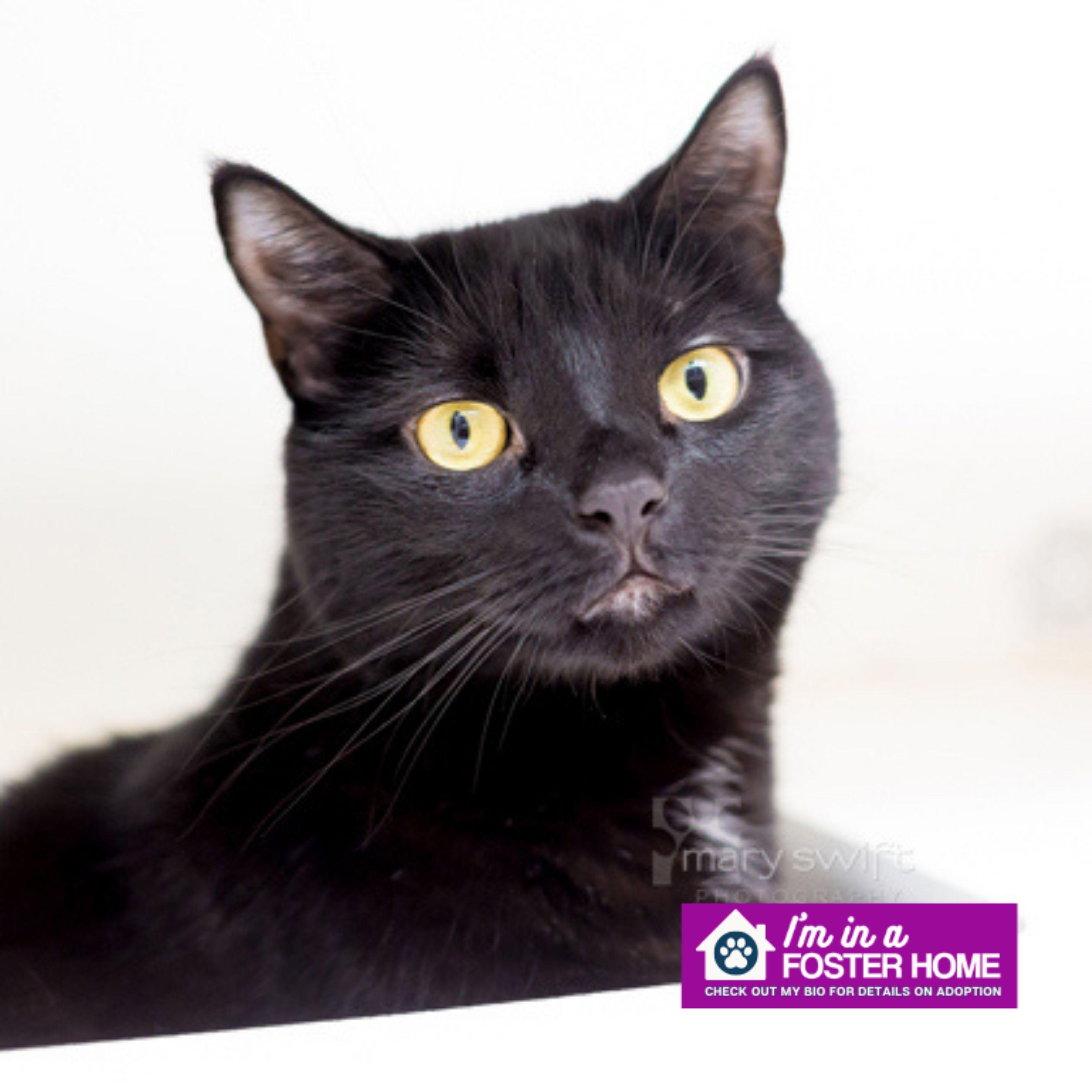 Aimee, ADOPTABLE, Adult Female Domestic Short Hair.