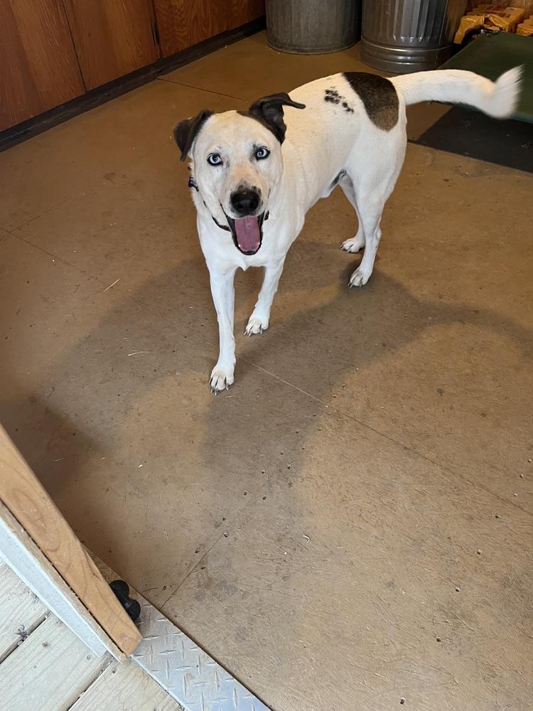 Blue from Wortham, Adoptable, Young Male Cattle Dog.