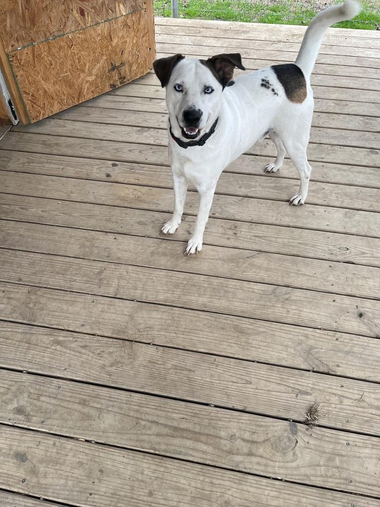 Enlarge Blue from Wortham, a Adoptable mixed breed in Denver, CO image 2/6