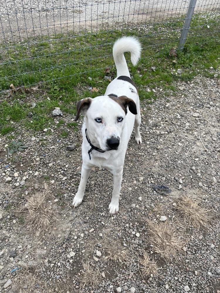 Enlarge Blue from Wortham, a Adoptable mixed breed in Denver, CO image 3/6