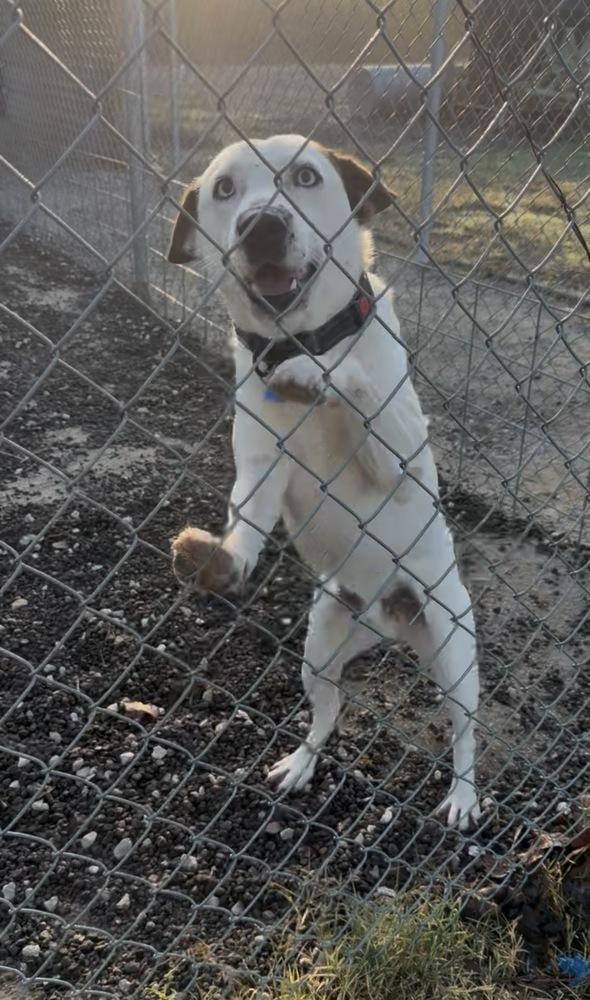 Enlarge Blue from Wortham, a Adoptable mixed breed in Denver, CO image 5/6