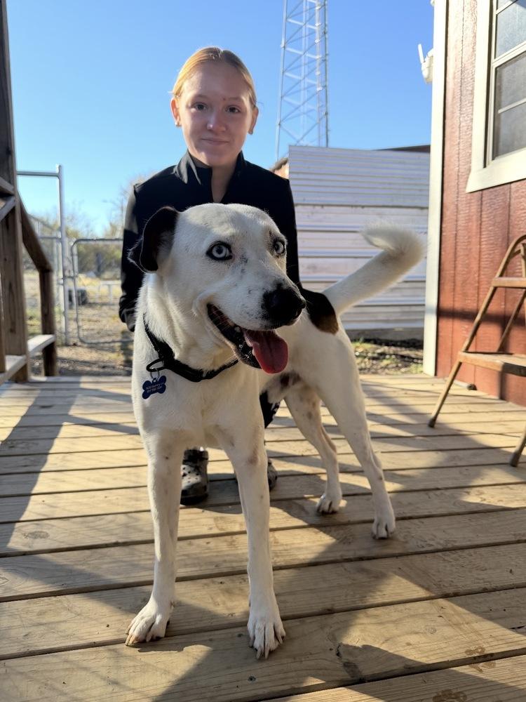 Enlarge Blue from Wortham, a Adoptable mixed breed in Denver, CO image 6/6