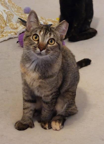 Mitten, Adoptable, Kitten Female Domestic Short Hair & Domestic Short Hair.