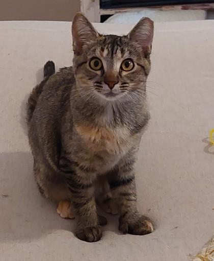 Enlarge Mitten, a Adoptable mixed breed in Divide, CO image 2/2
