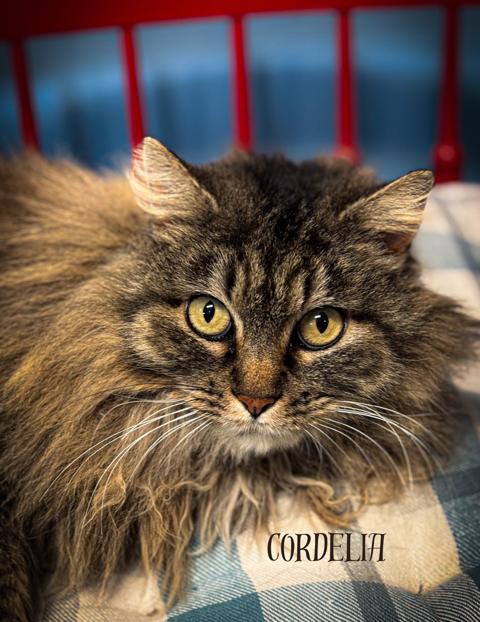 Cordelia, a Adoptable Domestic Long Hair in Aurora, NE image 1/2