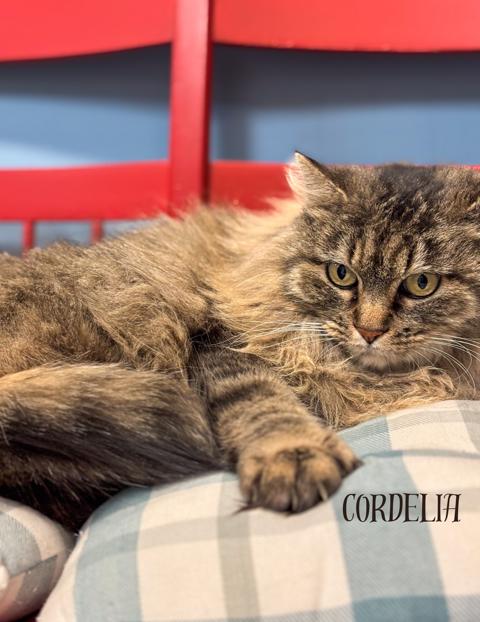 Cordelia, a Adoptable Domestic Long Hair in Aurora, NE image 2/2