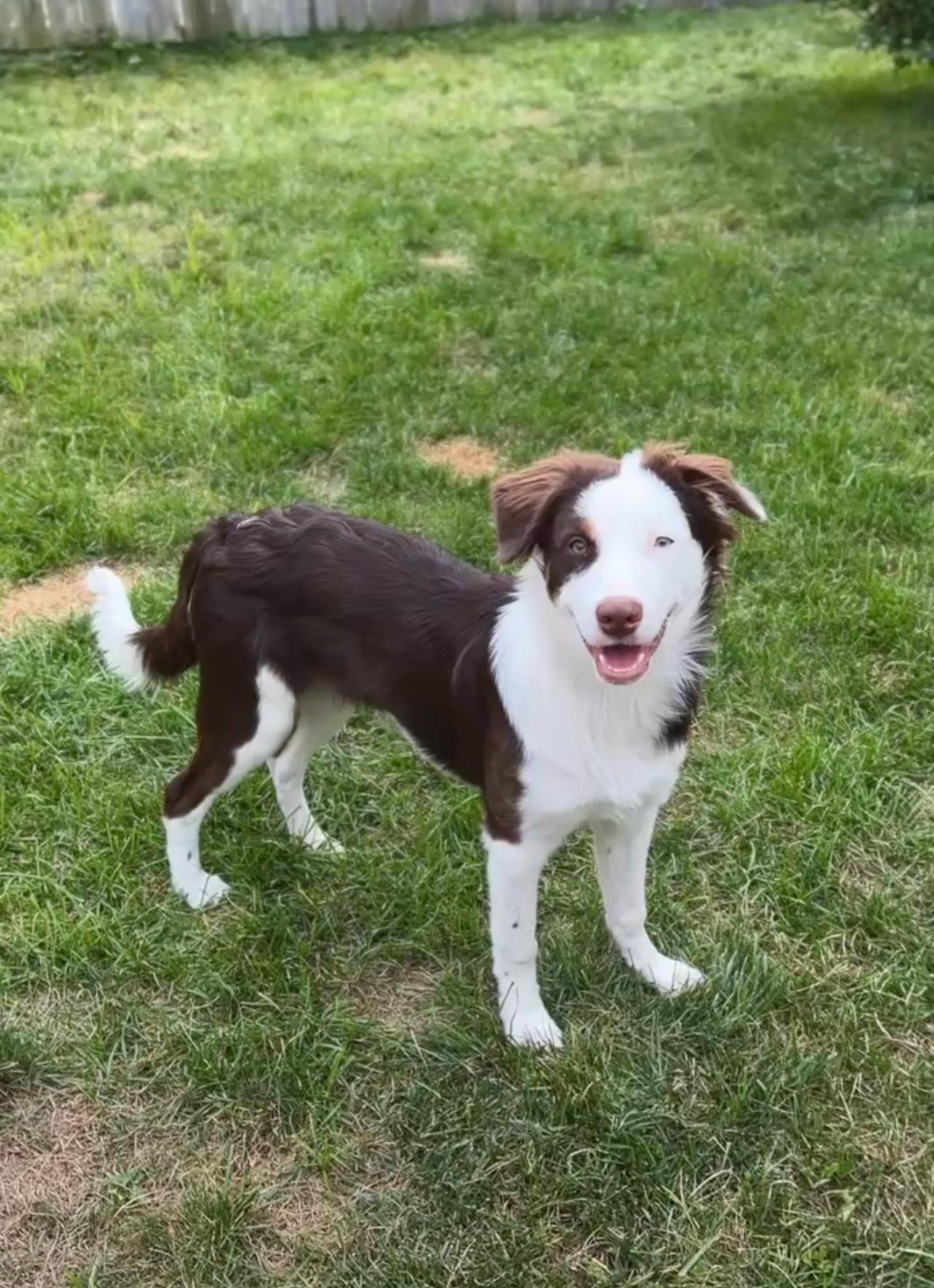 Kai, Adoptable, Young Male Australian Shepherd & Border Collie.