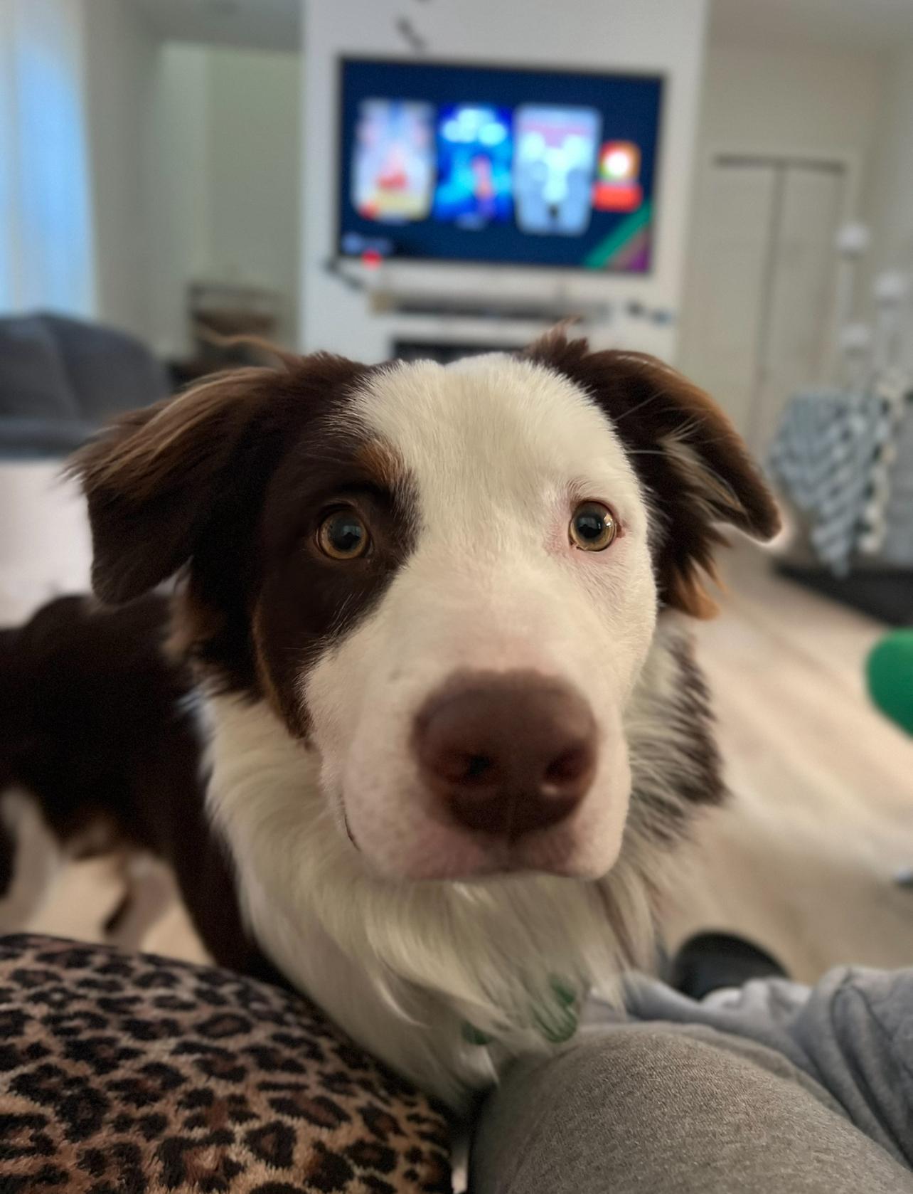 Enlarge Kai, a Adoptable mixed breed in Dyer, IN image 2/5