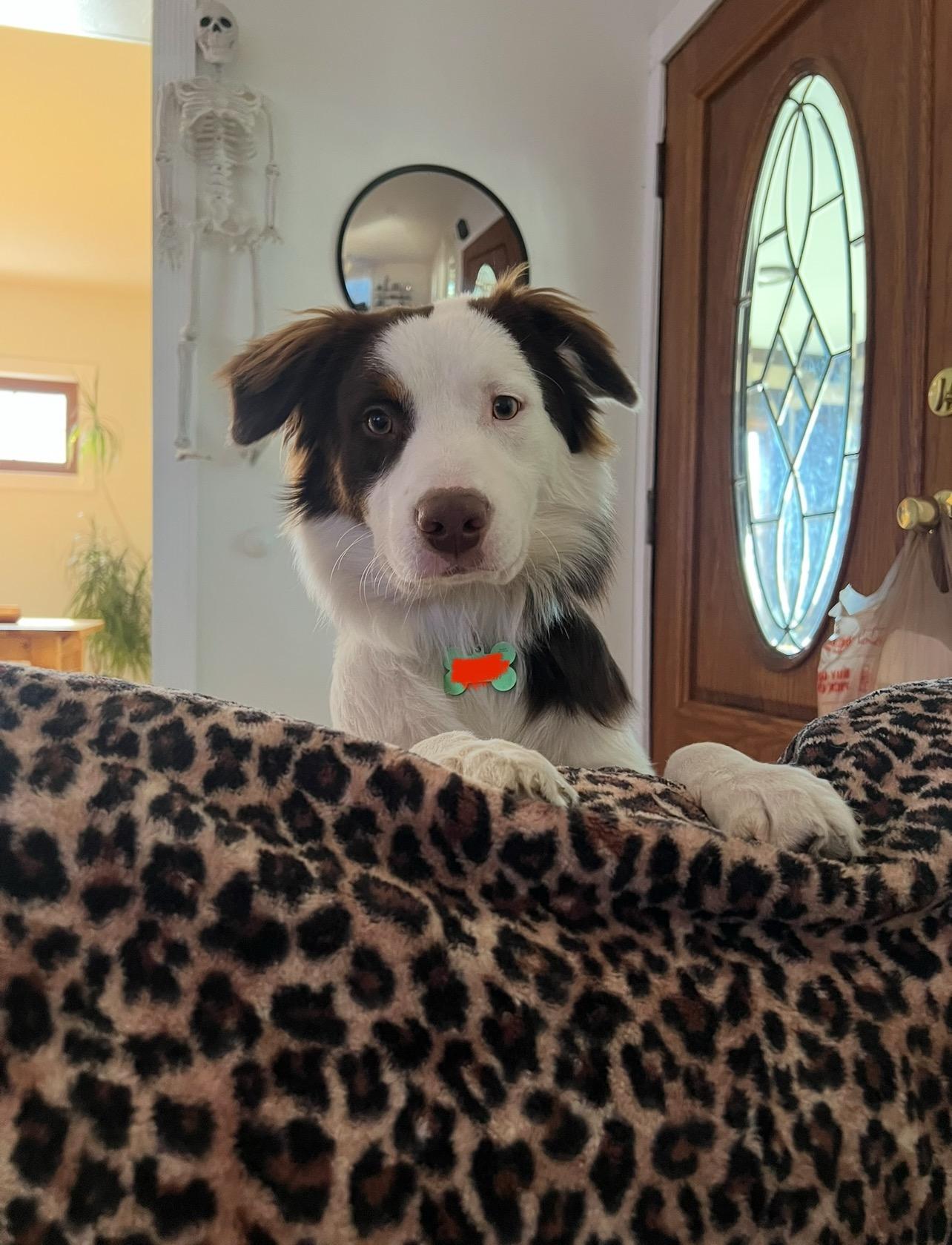 Enlarge Kai, a Adoptable mixed breed in Dyer, IN image 3/5