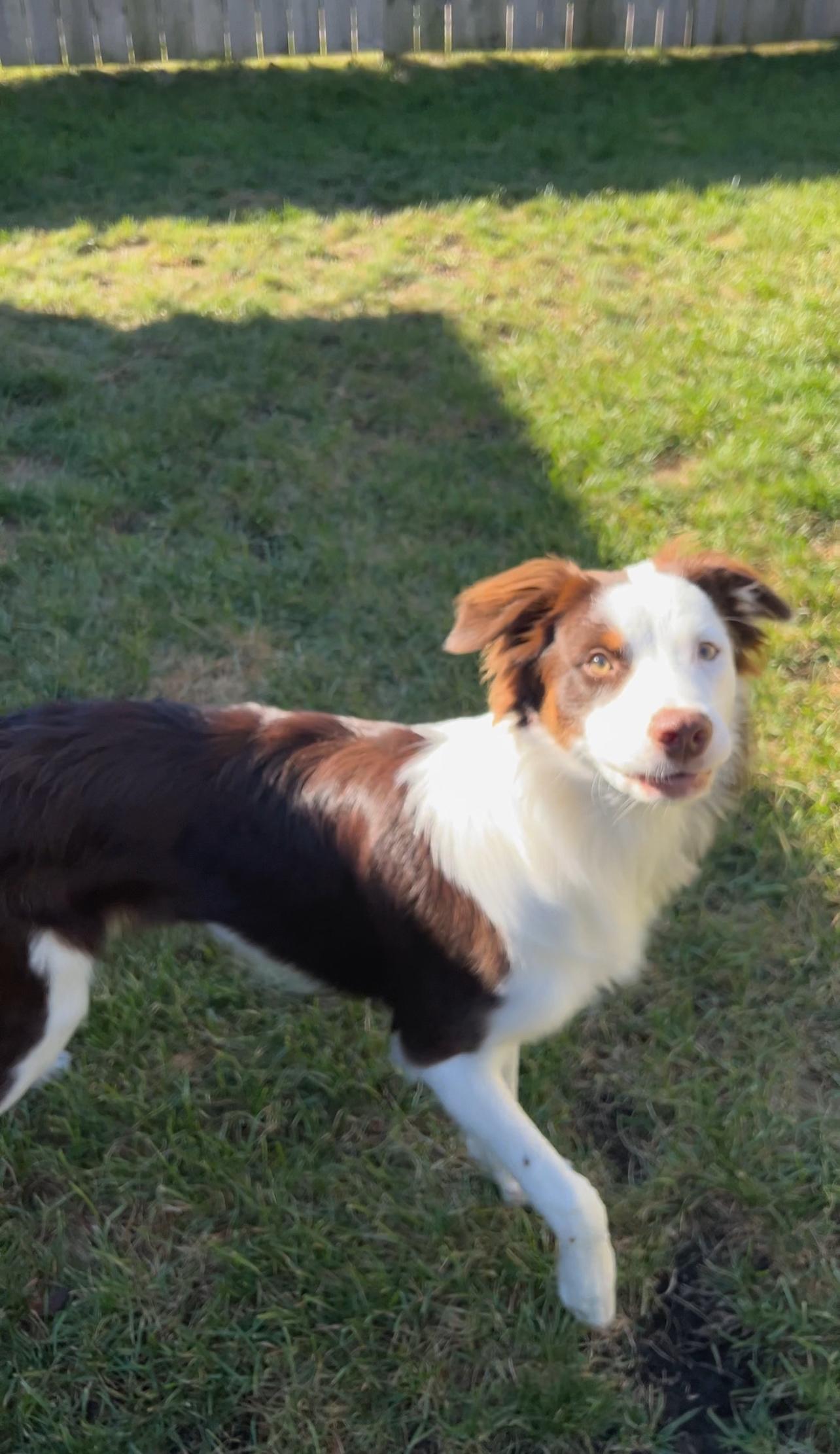 Enlarge Kai, a Adoptable mixed breed in Dyer, IN image 4/5