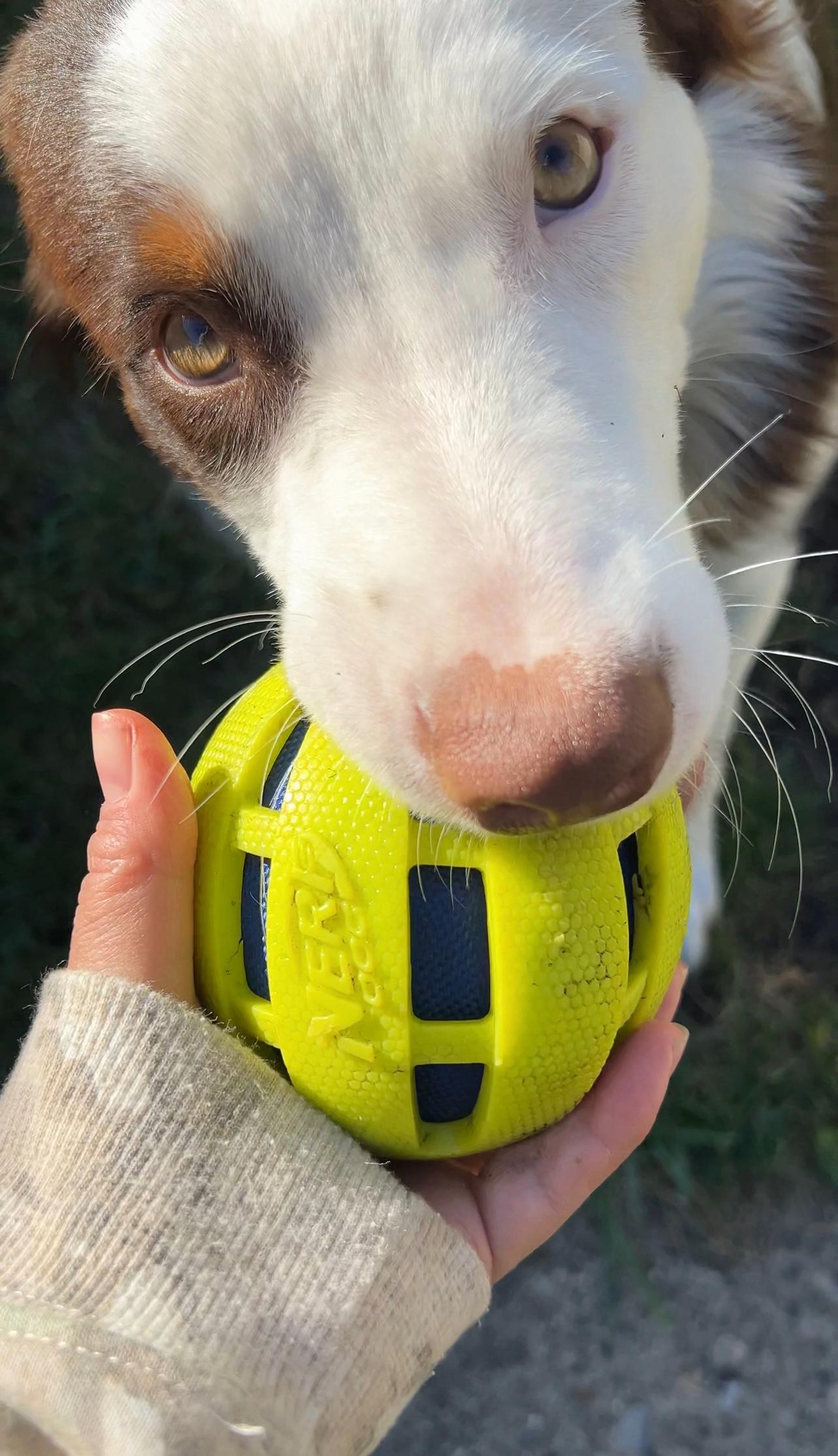 Enlarge Kai, a Adoptable mixed breed in Dyer, IN image 5/5