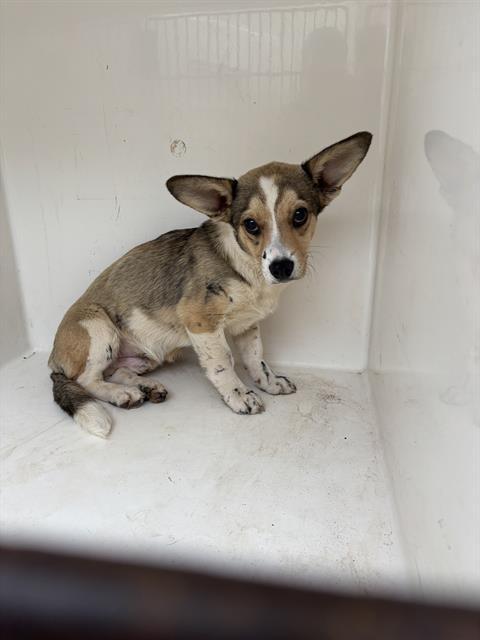 BRENT, Adoptable, Young Male Chihuahua.