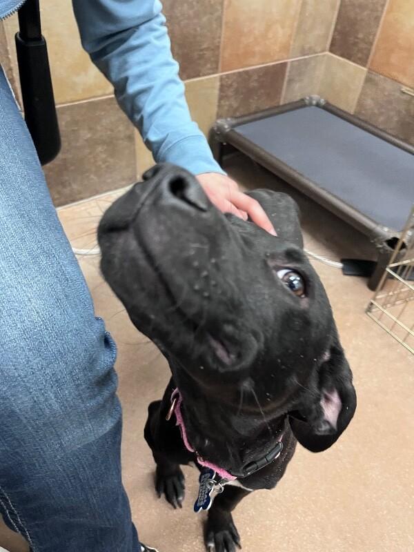 Enlarge Jay, a Adoptable Mixed Breed in Westminster, CO image 1/6