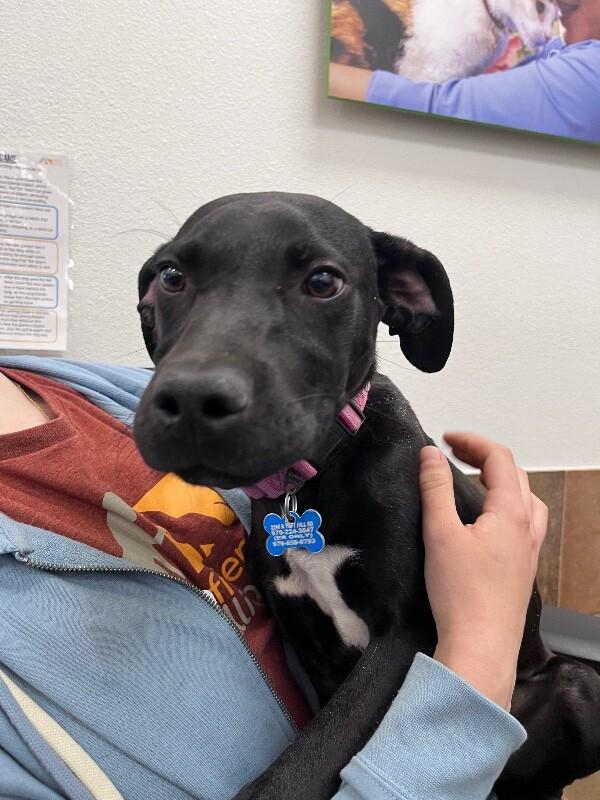 Jay, Adoptable, Puppy Male Mixed Breed.