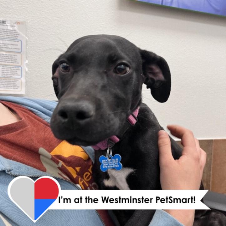 Enlarge Jay, a Adoptable Mixed Breed in Westminster, CO image 2/6