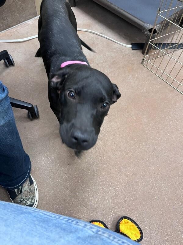 Enlarge Jay, a Adoptable Mixed Breed in Westminster, CO image 3/6