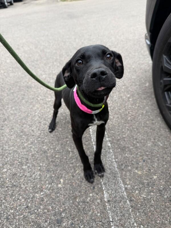 Enlarge Jay, a Adoptable Mixed Breed in Westminster, CO image 6/6