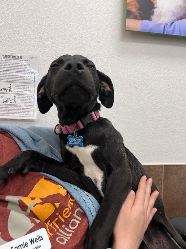 Enlarge Jay, a Adoptable Mixed Breed in Westminster, CO image 5/6