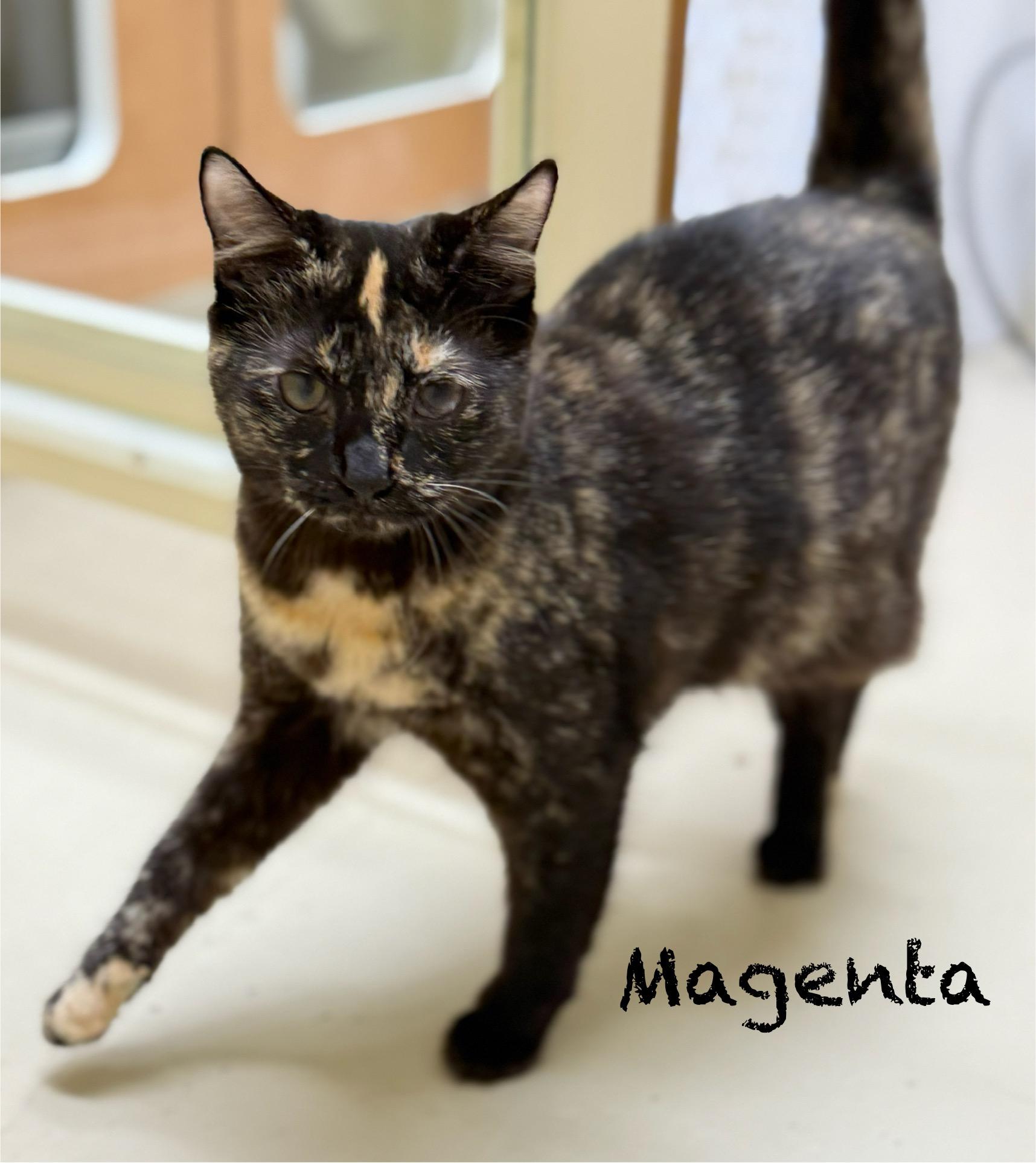 Enlarge Magenta, a Adoptable Domestic Short Hair in Pawleys Island, SC image 1/1