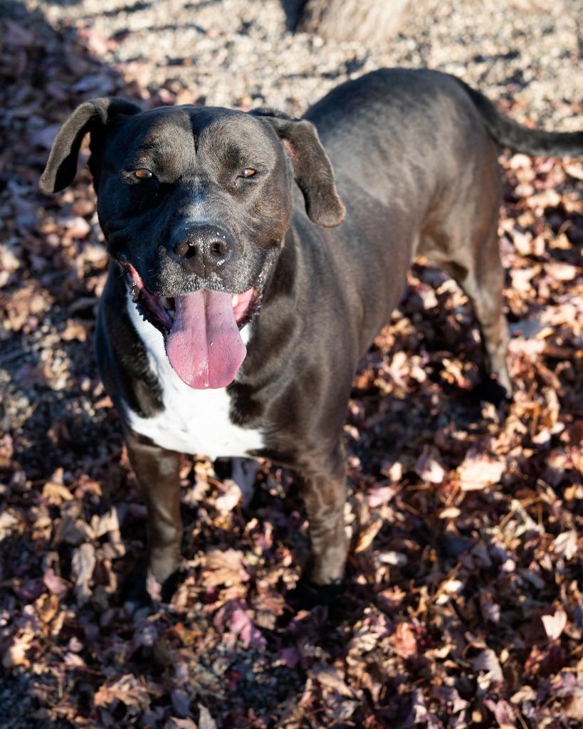 Beckett, a Adoptable Pit Bull Terrier in Boone, IA image 2/2