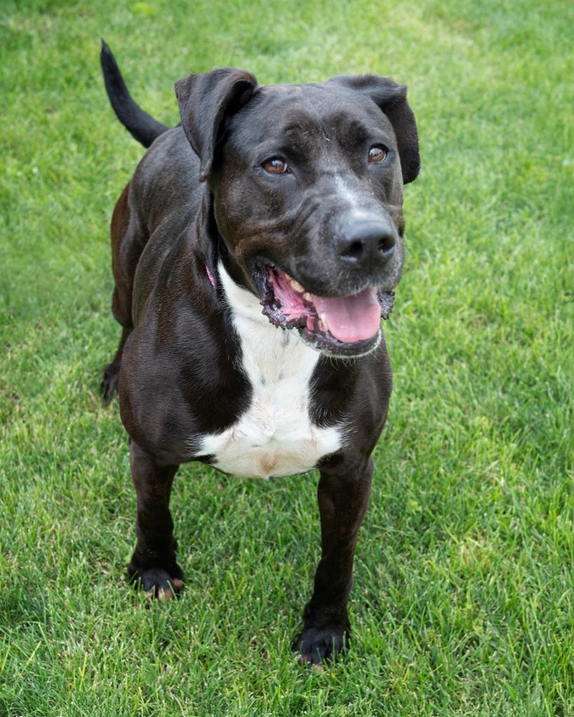Enlarge Beckett, a Adoptable Pit Bull Terrier in Boone, IA image 2/2