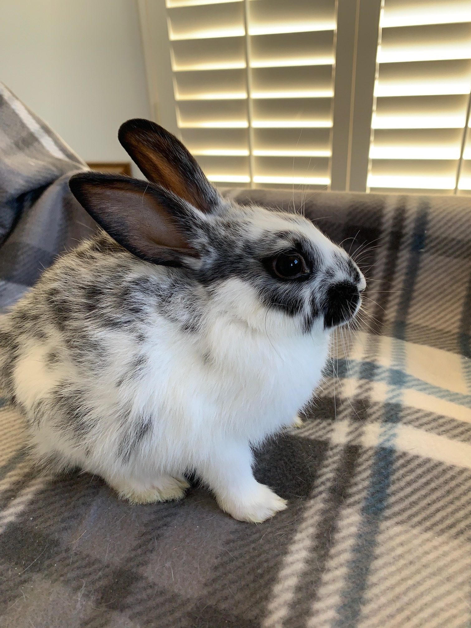 Rabbit for adoption - Pulga, an English Spot in Los Angeles, CA | Petfinder