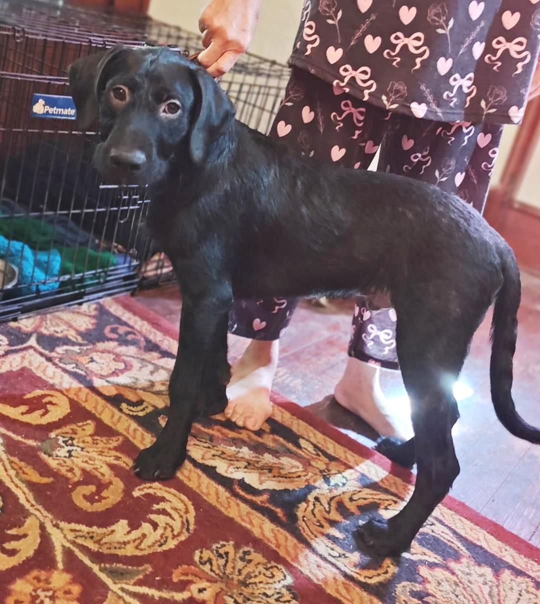 Billy, Adopted, Young Male Labrador Retriever & Standard Poodle.