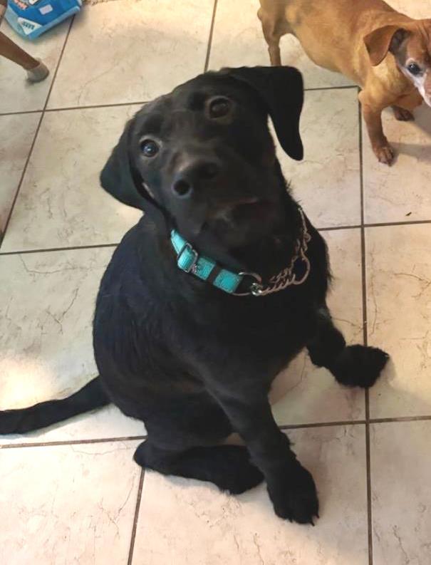 Billy, a Adopted mixed breed in Rootstown, OH image 2/3