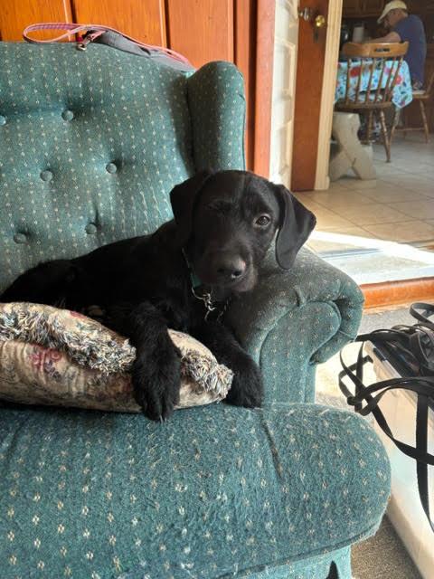 Billy, a Adopted mixed breed in Rootstown, OH image 3/3