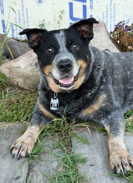 Enlarge Loki - adopted, a Adopted Australian Cattle Dog / Blue Heeler in Minnetrista, MN image 1/1