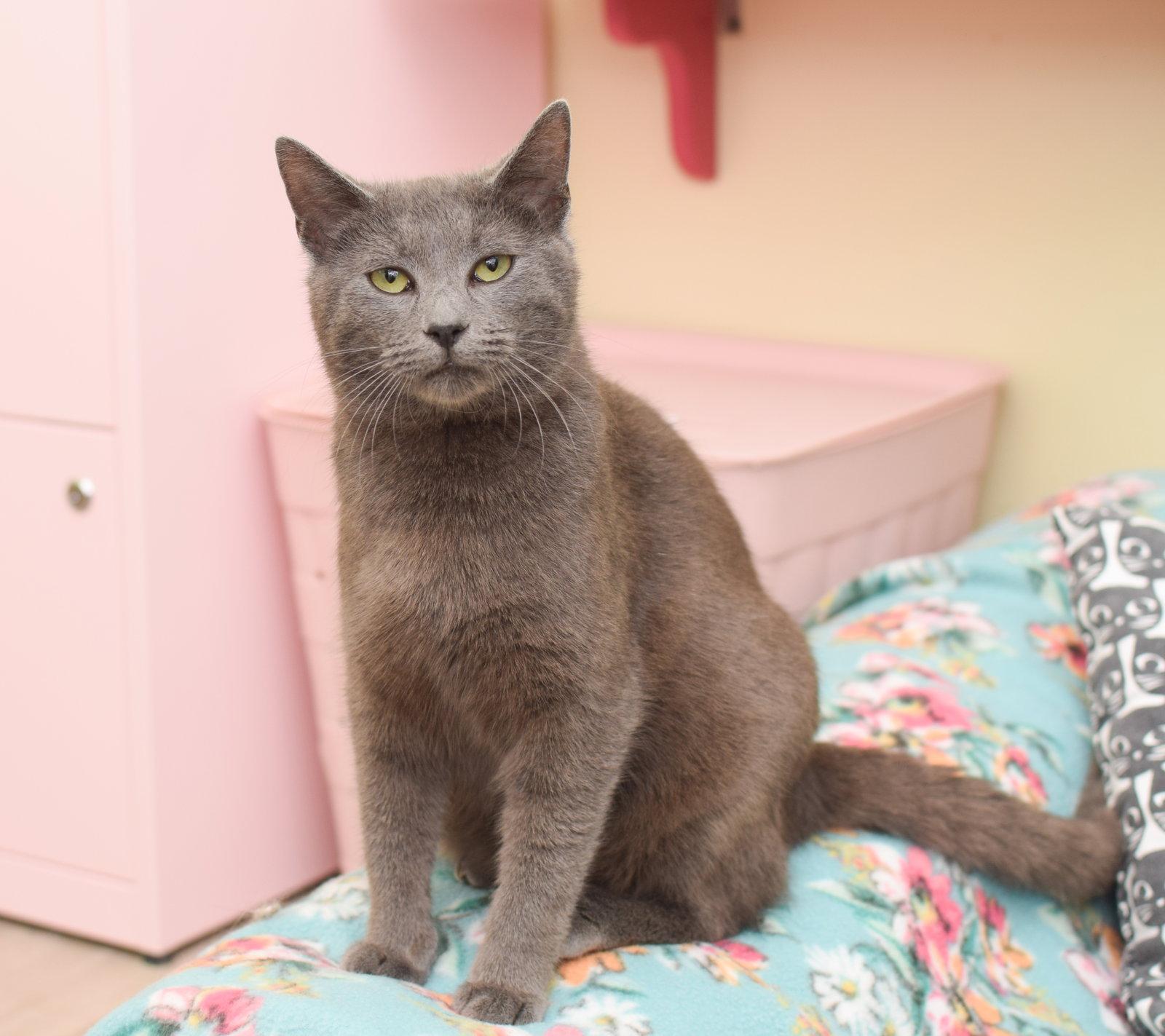 Enlarge Artemis, a Adoptable Russian Blue in Hockessin, DE image 1/3