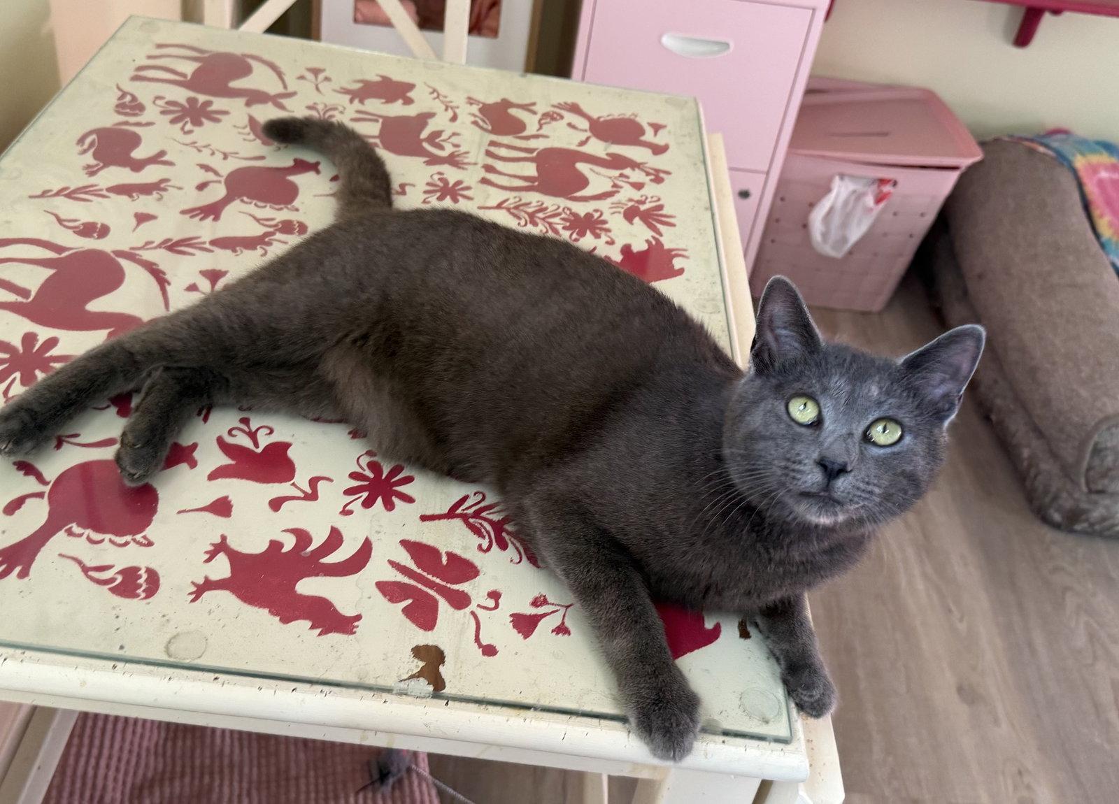 Enlarge Artemis, a Adoptable Russian Blue in Hockessin, DE image 2/3