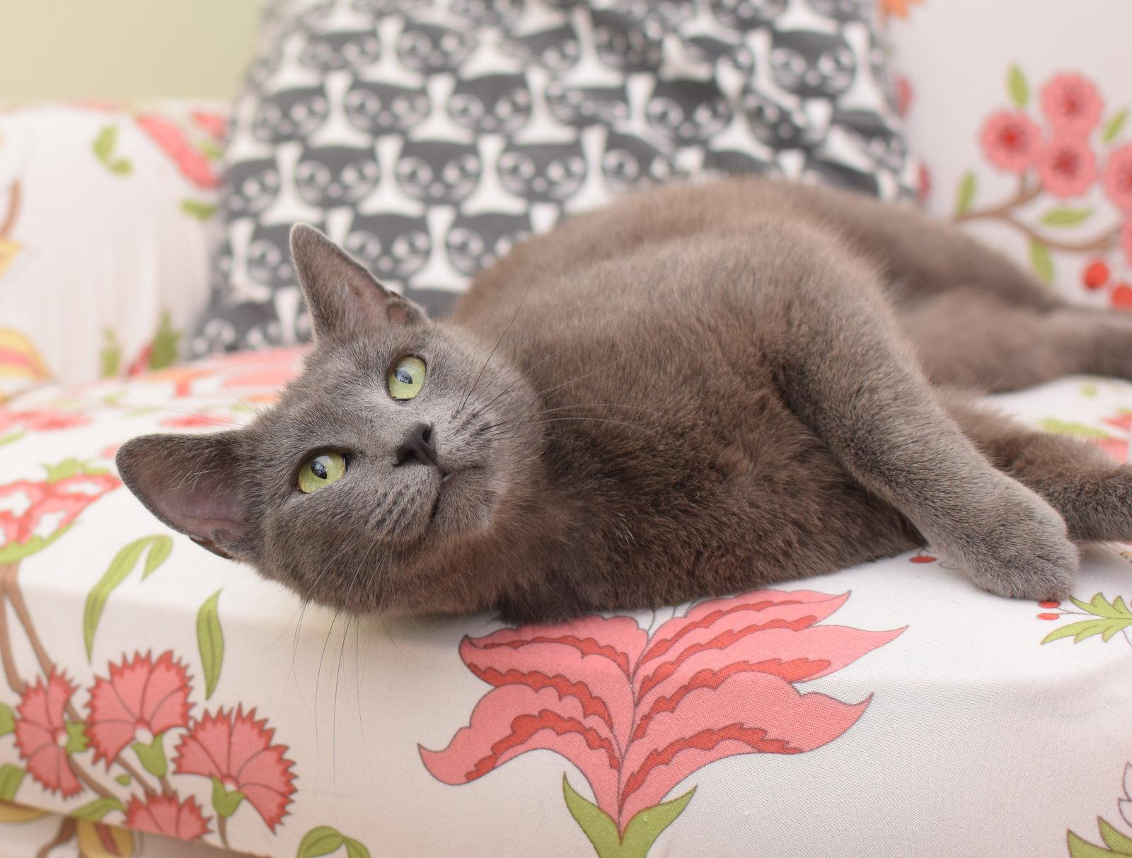 Enlarge Artemis, a Adoptable Russian Blue in Hockessin, DE image 3/3