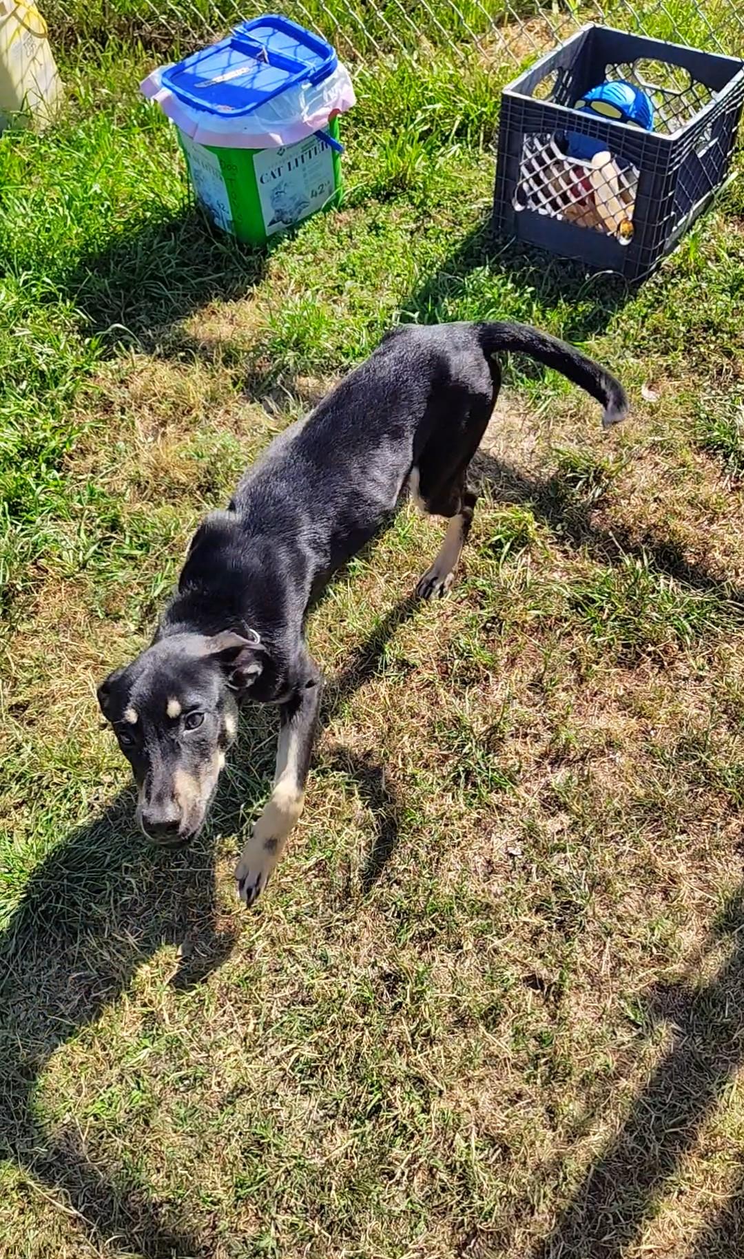 Enlarge Pippin, a ADOPTABLE Mixed Breed in Huntsville , TX image 1/1