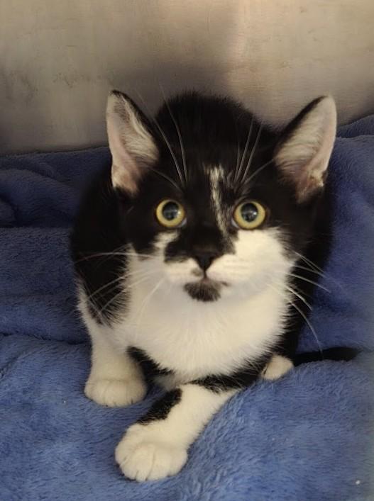 Enlarge Bruce Lee, a ADOPTABLE Domestic Short Hair in North Myrtle Beach, SC image 3/6
