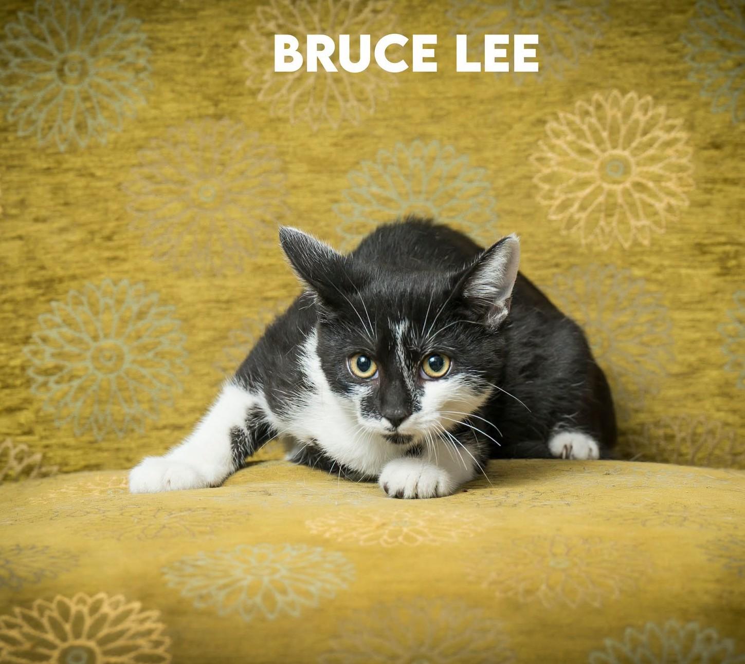 Enlarge Bruce Lee, a ADOPTABLE Domestic Short Hair in North Myrtle Beach, SC image 2/6