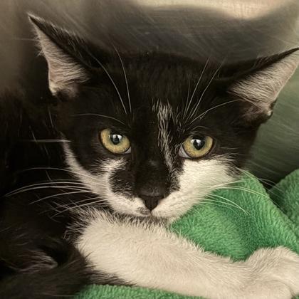 Enlarge Bruce Lee, a ADOPTABLE Domestic Short Hair in North Myrtle Beach, SC image 6/6