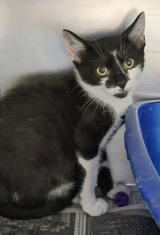 Enlarge Bruce Lee, a ADOPTABLE Domestic Short Hair in North Myrtle Beach, SC image 5/6