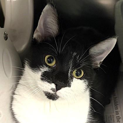 Bruce Lee, ADOPTABLE, Young Male Domestic Short Hair.