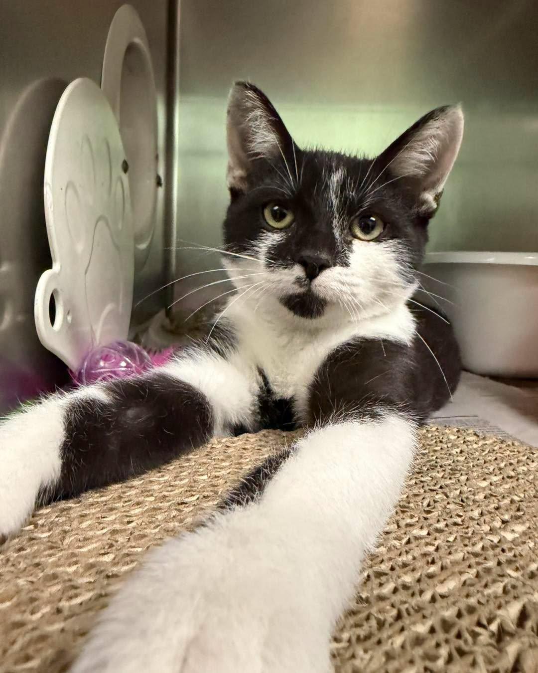 Enlarge Bruce Lee, a ADOPTABLE Domestic Short Hair in North Myrtle Beach, SC image 4/6