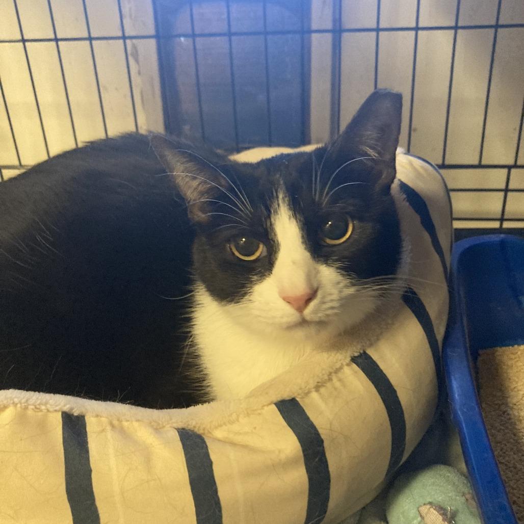 Enlarge Star, a Adoptable Domestic Short Hair in Tempe, AZ image 1/5