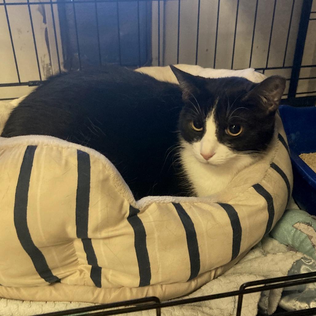 Enlarge Star, a Adoptable Domestic Short Hair in Tempe, AZ image 2/5