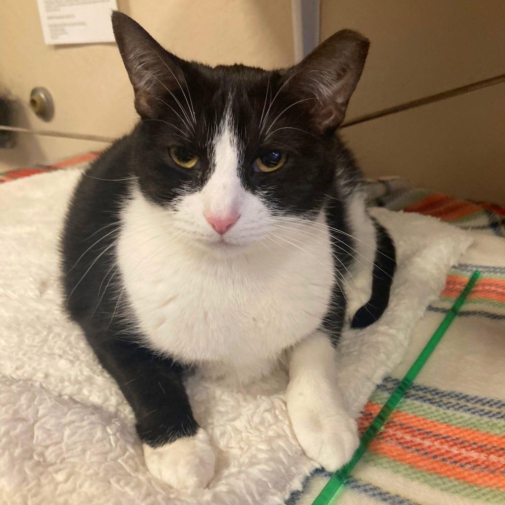 Enlarge Star, a Adoptable Domestic Short Hair in Tempe, AZ image 3/5