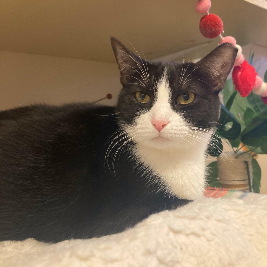 Enlarge Star, a Adoptable Domestic Short Hair in Tempe, AZ image 4/5