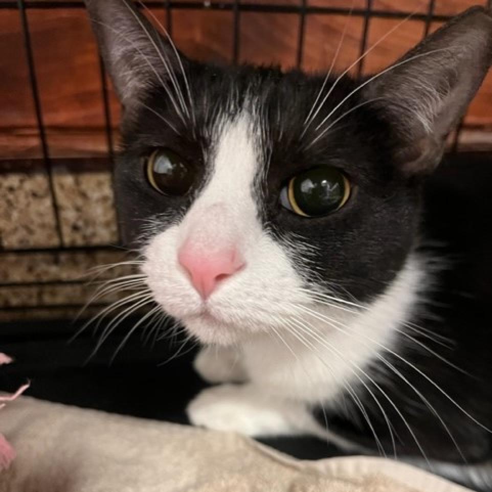 Enlarge Star, a Adoptable Domestic Short Hair in Tempe, AZ image 5/5