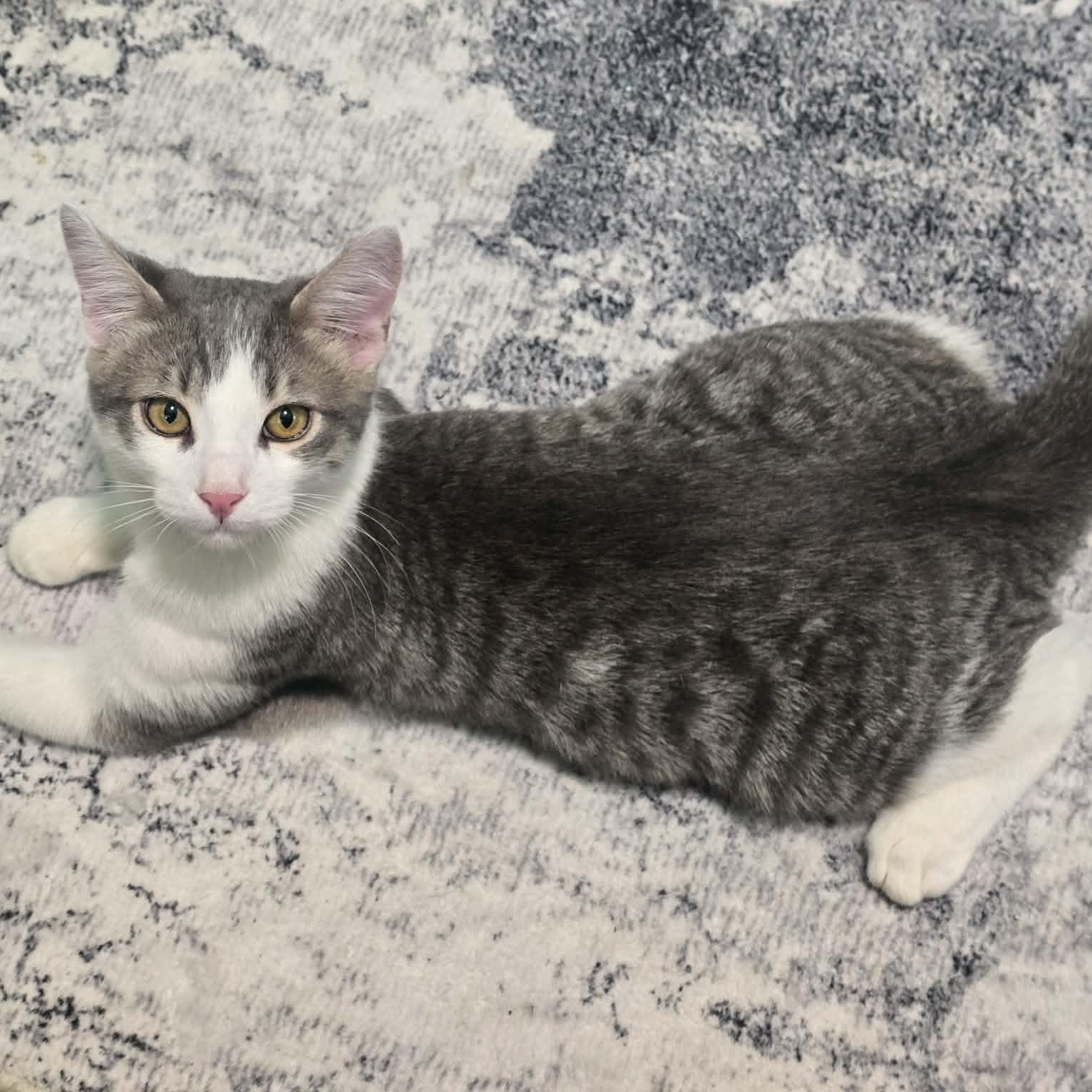 S'mores, Adoptable, Kitten Male Domestic Short Hair.