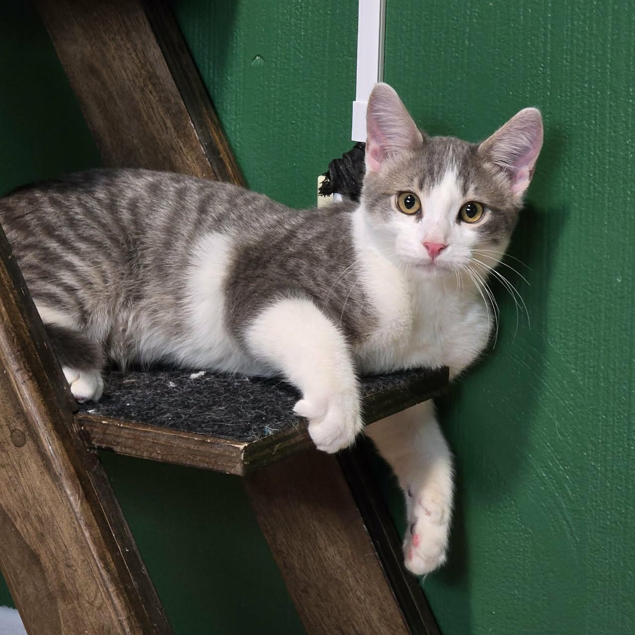 S'mores, a Adoptable mixed breed in West Richland, WA image 4/6