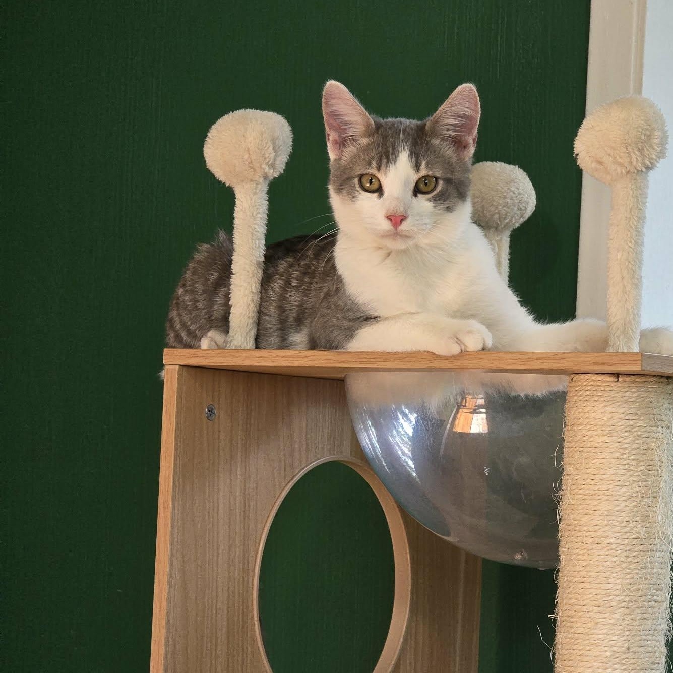 S'mores, a Adoptable mixed breed in West Richland, WA image 6/6